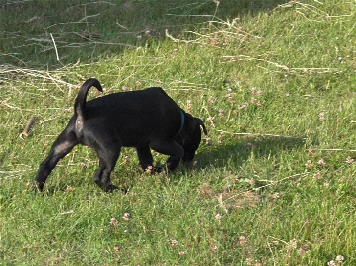 Blanding af racer Uffe - At snuse efter spor, er lige mig... billede 6