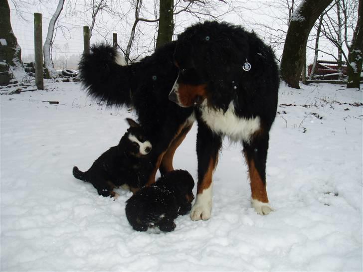 Berner sennenhund Tyson - Far Tyson bliver bidt i benet, tænker bare "Hva´ laver de   billede 18