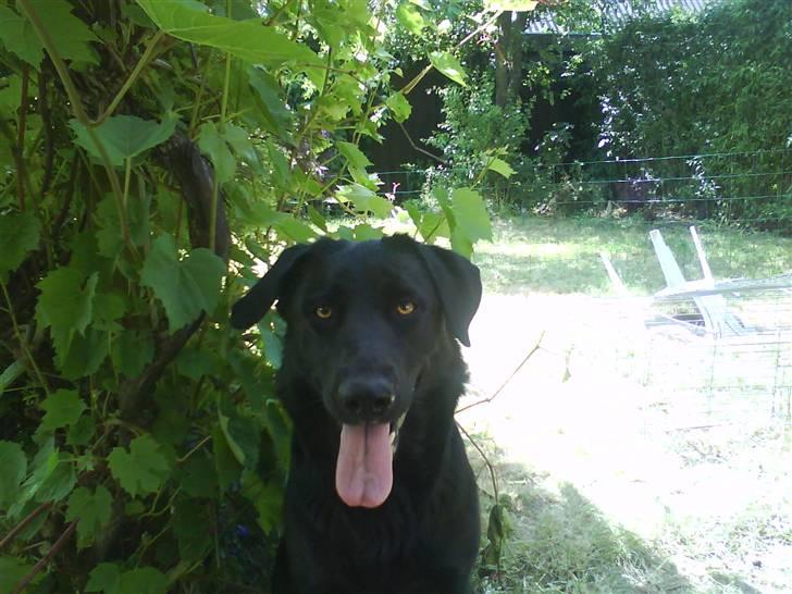 Blanding af racer Molly billede 8