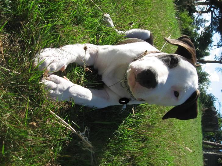 Amerikansk staffordshire terrier Cæser R.I.P billede 12