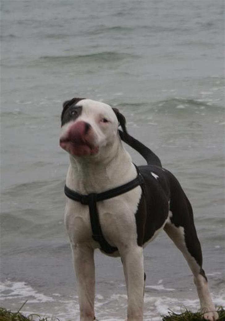 Amerikansk staffordshire terrier Cæser R.I.P billede 13