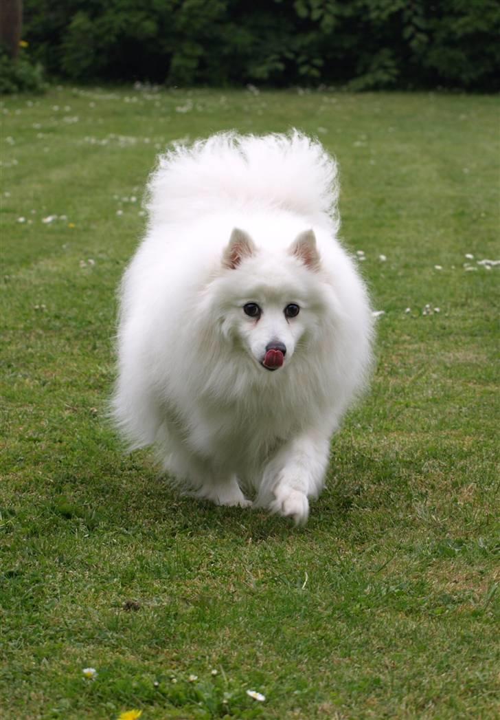 Japansk spids Klara (2001-2013) - 17: 21/05-09 - Sagde du noget? billede 17