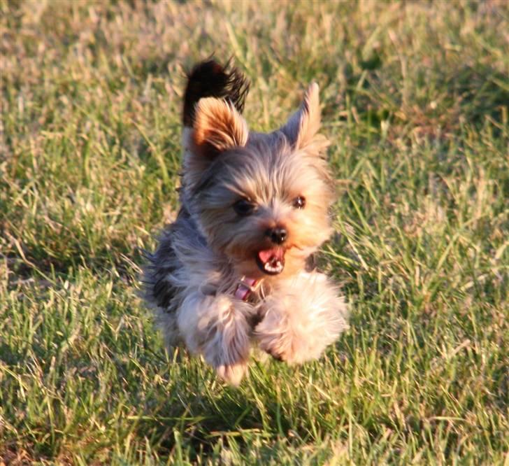 Yorkshire terrier Lille My - fuglejægeren i aktion! billede 18