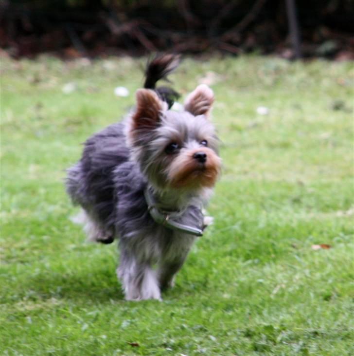 Yorkshire terrier Lille My - Hov hvor blev den af???? billede 19