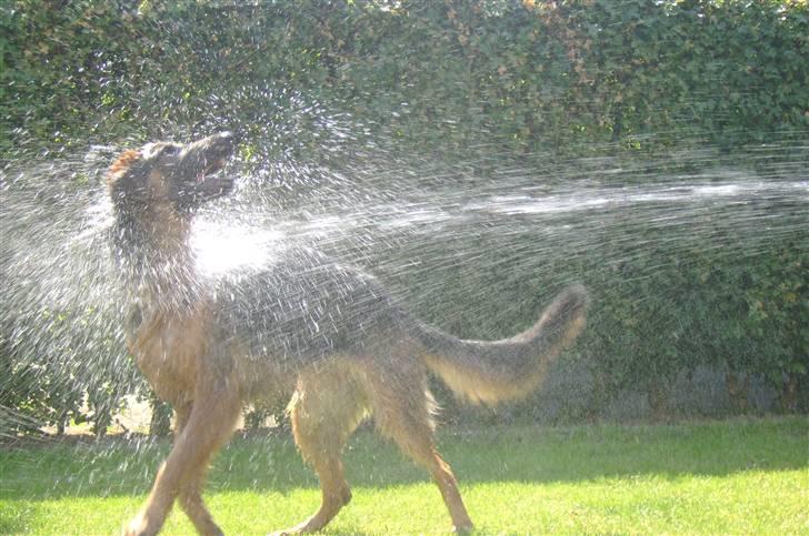 Schæferhund Chica - Vandkamp billede 15