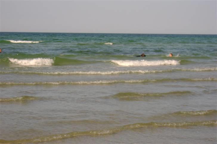 Schæferhund Chica - elsker at svømme billede 16