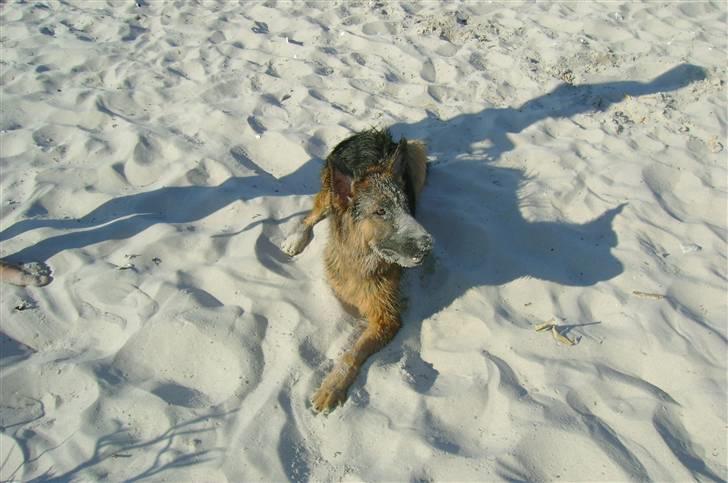 Schæferhund Chica - sandhunden billede 17