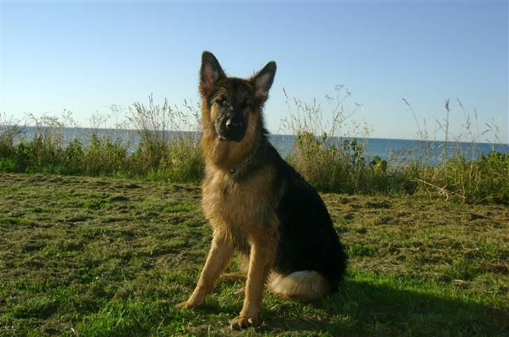 Schæferhund Chica - Miss Vådhund billede 18