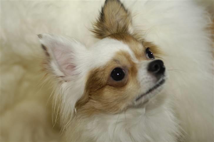 Chihuahua Birkedals Mickey R.I.P - Ja mor ? billede 9