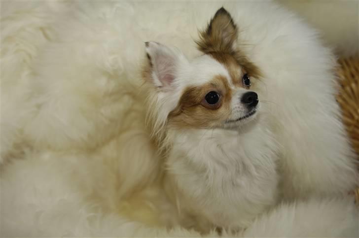 Chihuahua Birkedals Mickey R.I.P billede 10