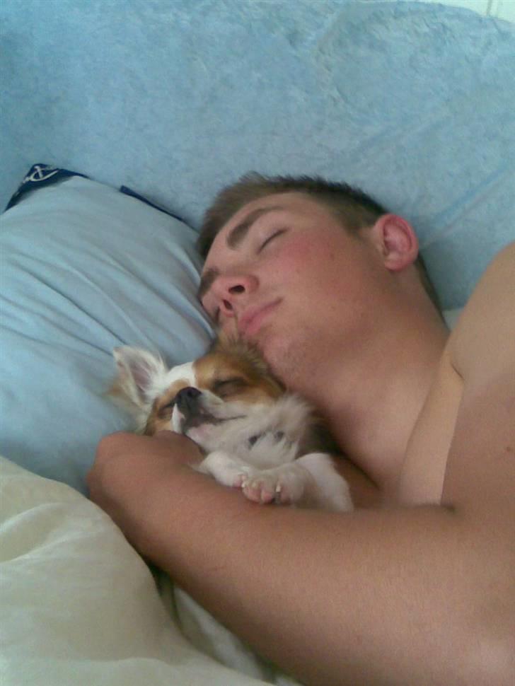 Chihuahua Birkedals Mickey R.I.P - Mig og far <3 billede 11