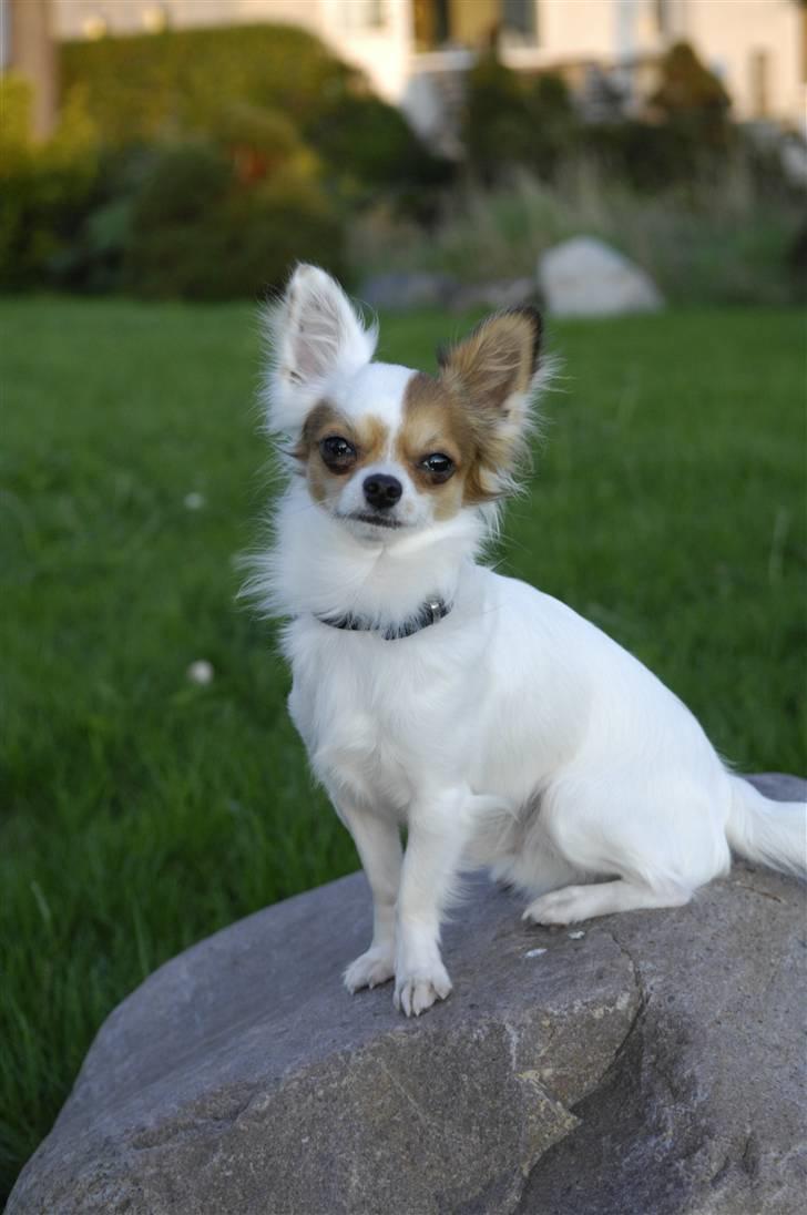 Chihuahua Birkedals Mickey R.I.P - Er jeg lækker eller hvad ? billede 12