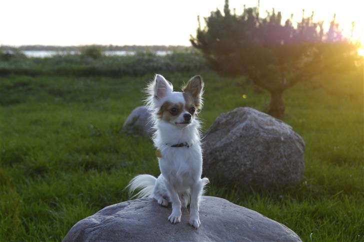 Chihuahua Birkedals Mickey R.I.P - Halløj lækre billede 13