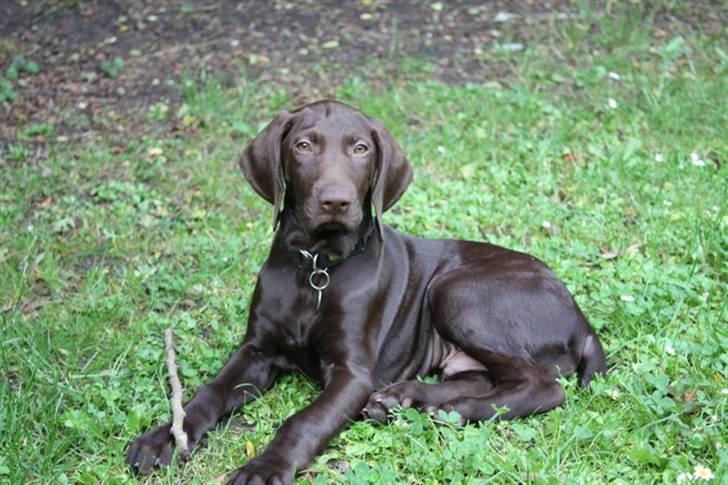 Korthåret hønsehund Søborggård`s Tec billede 1