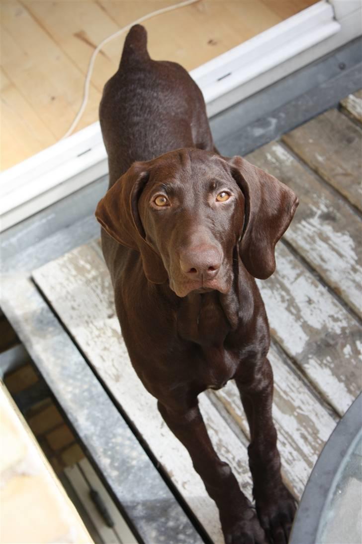 Korthåret hønsehund Søborggård`s Tec billede 2