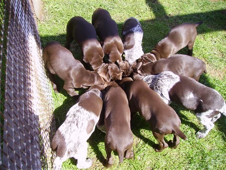 Korthåret hønsehund Søborggård`s Tec billede 3