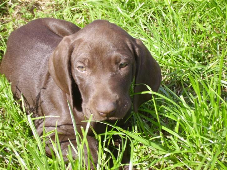 Korthåret hønsehund Søborggård`s Tec billede 4