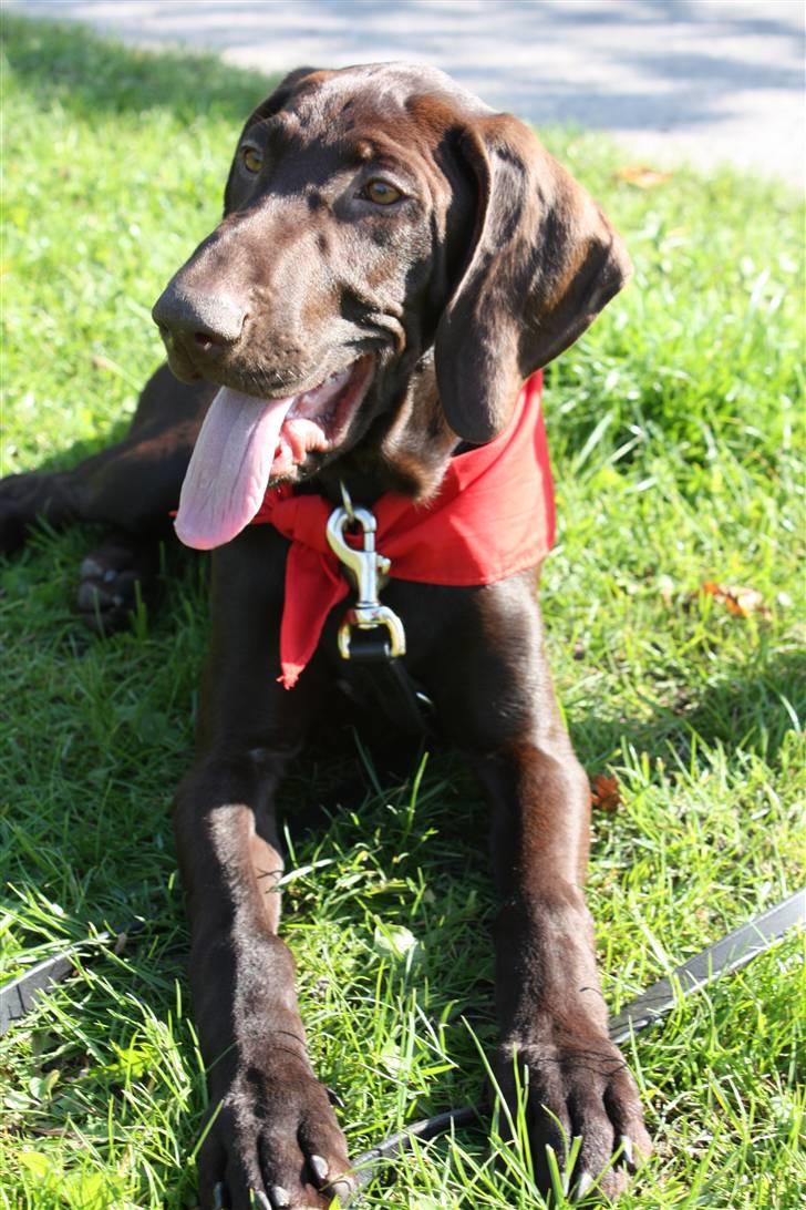 Korthåret hønsehund Søborggård`s Tec billede 5