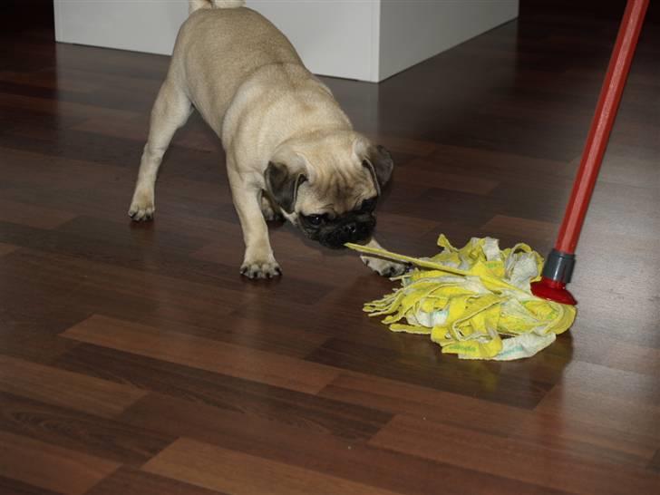 Mops Frodo!(: billede 14