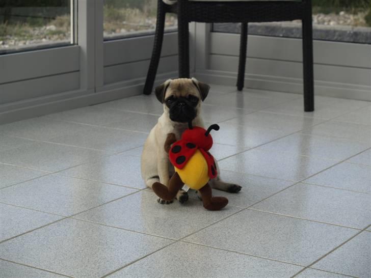 Mops Frodo!(: billede 15