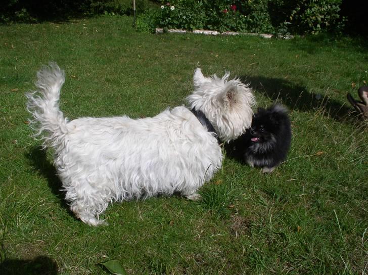 Pomeranian Gizmo - gizmo og isla fjoller billede 5