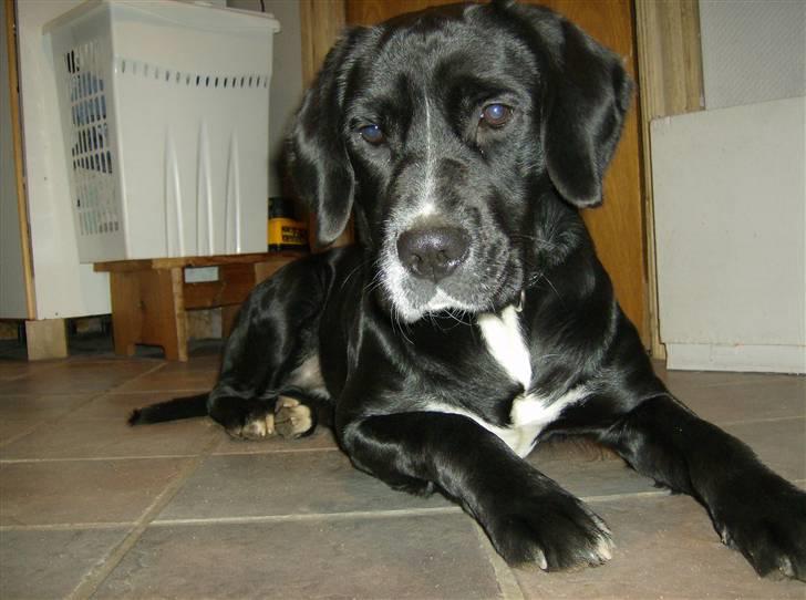 Blanding af racer Niki billede 1