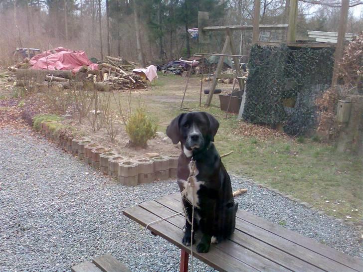 Blanding af racer Niki billede 3