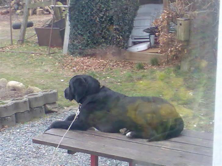 Blanding af racer Niki billede 4