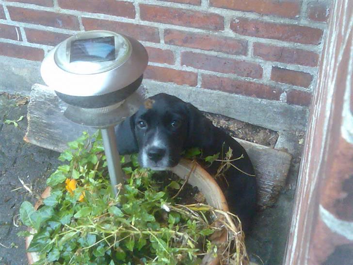 Blanding af racer Niki - Niki som hvalp... billede 5