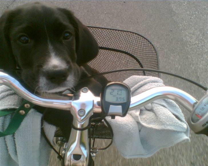 Blanding af racer Niki - Niki som hvalp... billede 6