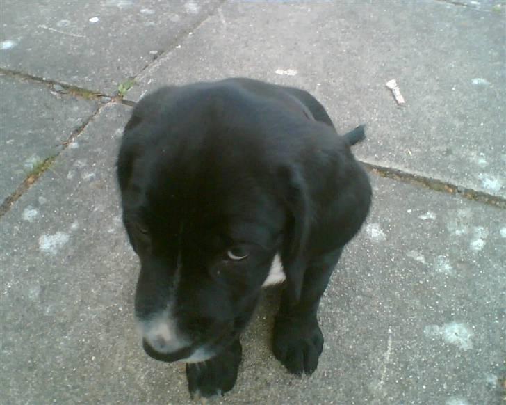 Blanding af racer Niki - Niki som hvalp... billede 7