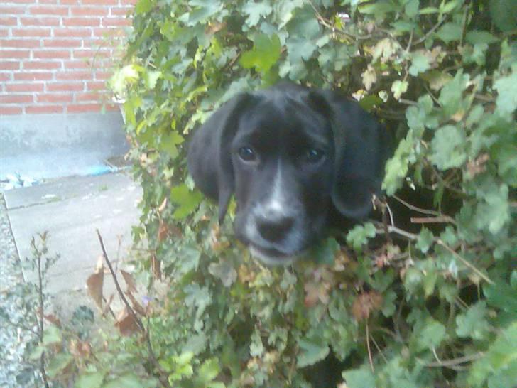 Blanding af racer Niki - Niki som hvalp... billede 8