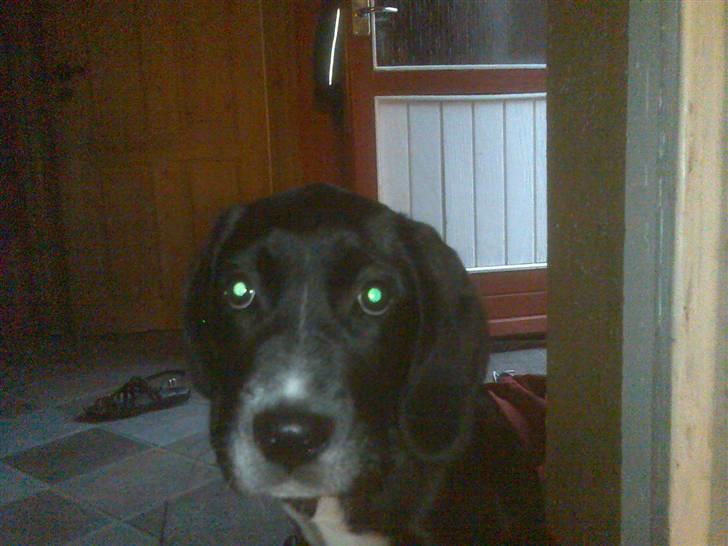 Blanding af racer Niki billede 9