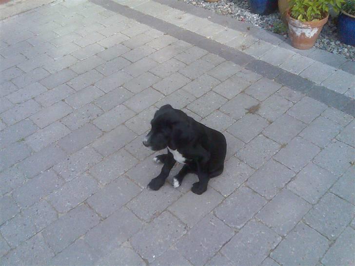 Blanding af racer Niki - Niki som hvalp... billede 10