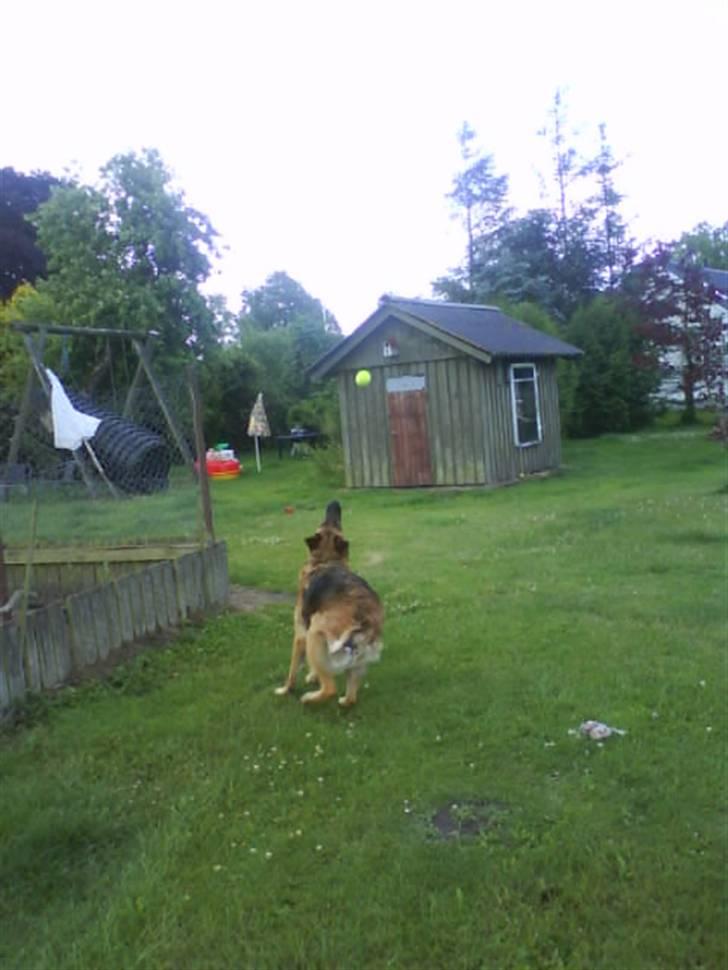 Schæferhund freja <"33 billede 17