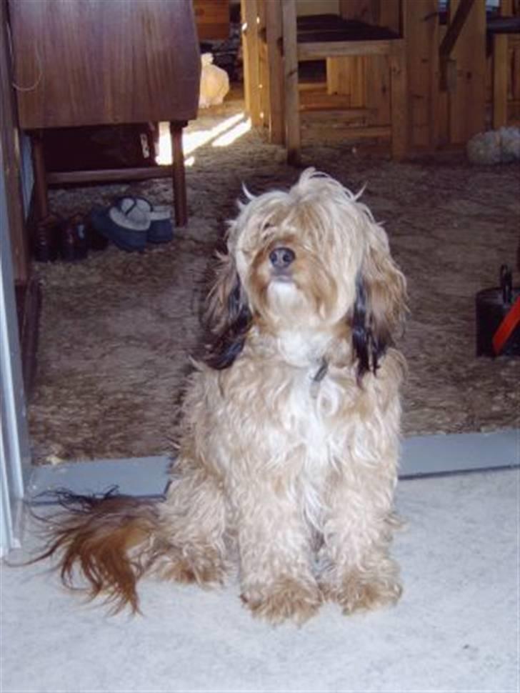 Blanding af racer Ludvig - ludvig billede 1