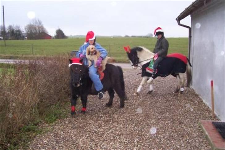 Blanding af racer Ludvig - Ludvig på jule tur med pigerne som hadet hest her billede 3