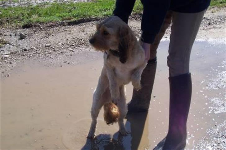 Blanding af racer Ludvig - Ludvig i kort frisør billede 4