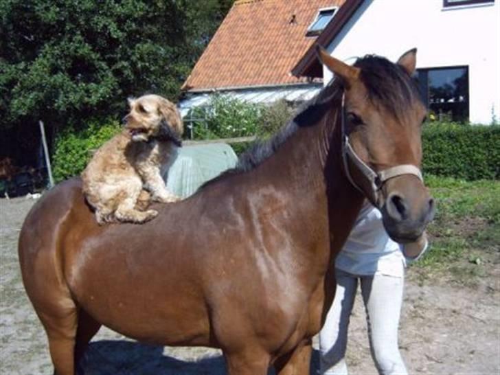 Blanding af racer Ludvig - Ludvig tilrider unghesten Kavaler billede 5