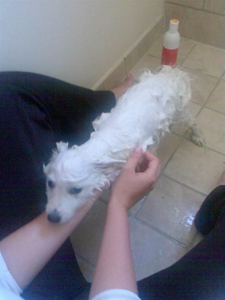 Japansk spids Dut - Dut i "loppebad" billede 11