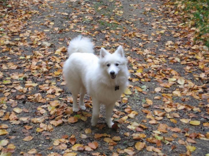 Japansk spids Dut - Dut i skoven - det første efterår billede 12