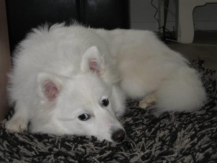 Japansk spids Dut billede 13