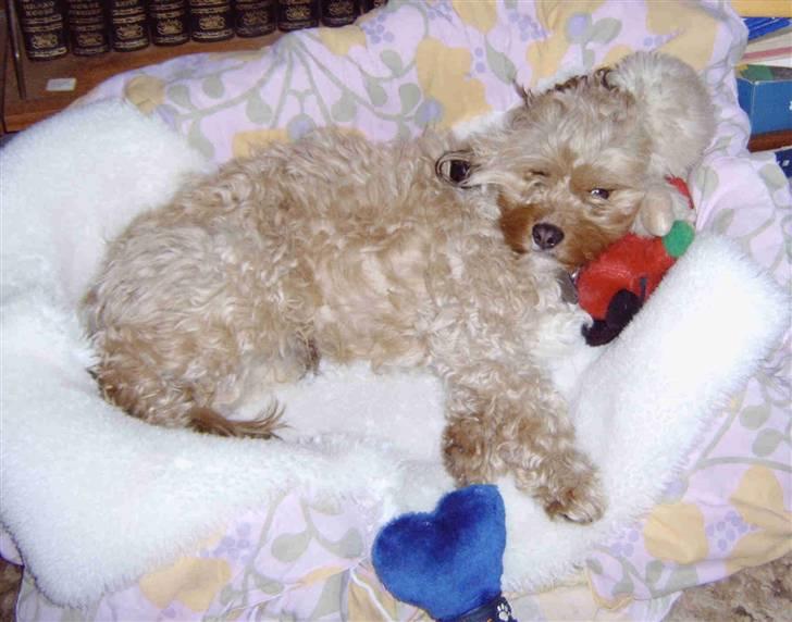 Blanding af racer Ludvig billede 6