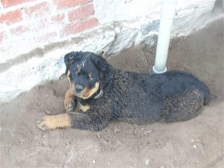 Rottweiler Mantos *RIP* billede 13