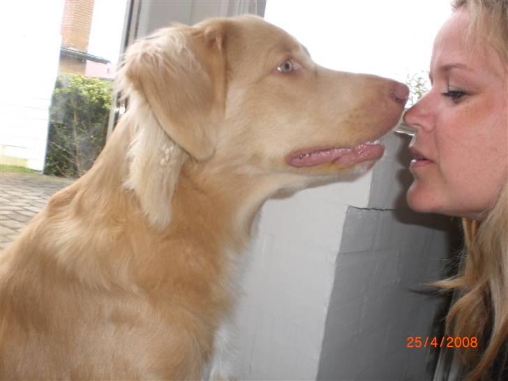 Nova scotia duck tolling retriever Freja - snuser lige til mor billede 17
