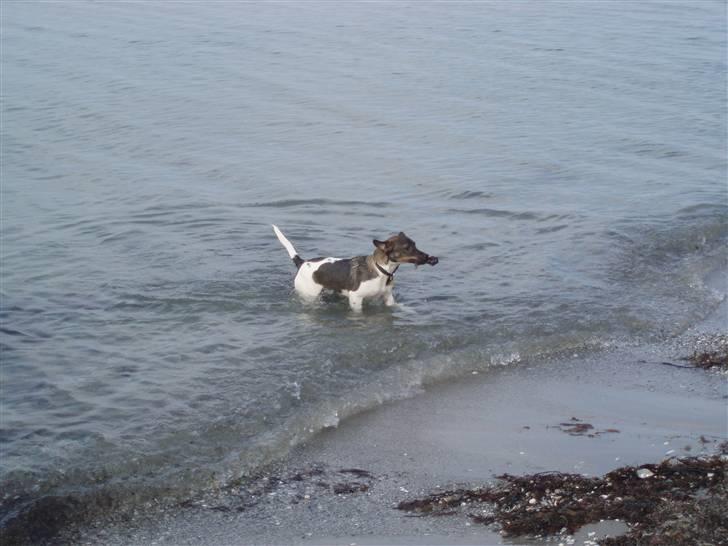 Dansk svensk gaardhund | Sputnik billede 18