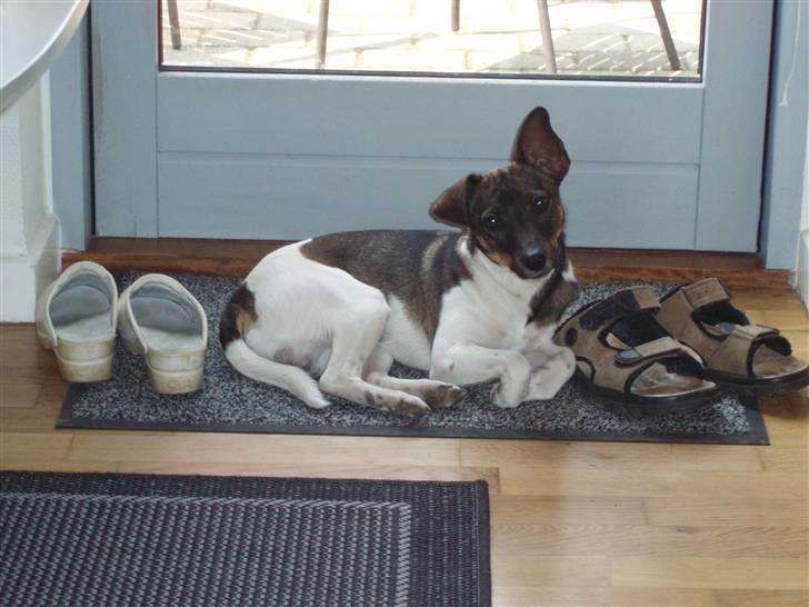 Dansk svensk gaardhund | Sputnik billede 19