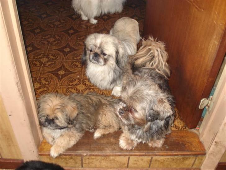 Blanding af racer Luna - Luna sammen med sin mor og Far billede 1