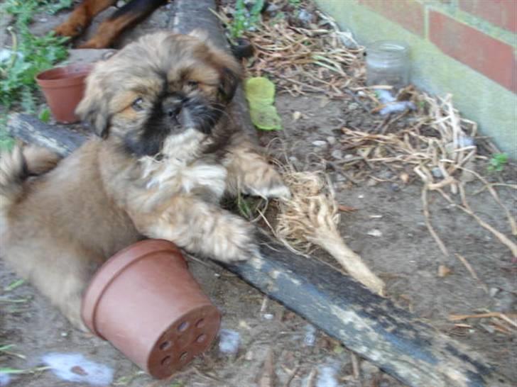 Blanding af racer Luna - Alt kan der leges med:-) billede 2