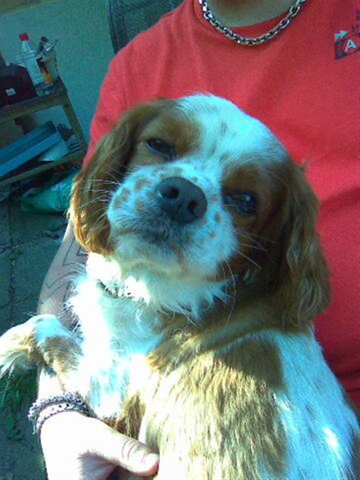 Cavalier king charles spaniel Sofus billede 8